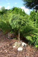 /album/fotogalerie1/dsc-5507-jpg/